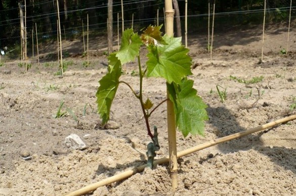 Growing grapes from cuttings