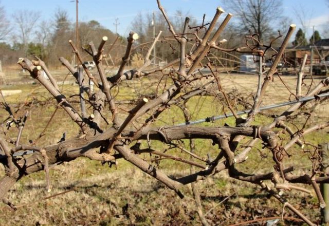  Pruning grapes