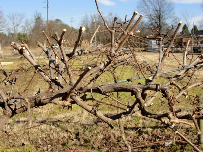  Pruning grapes