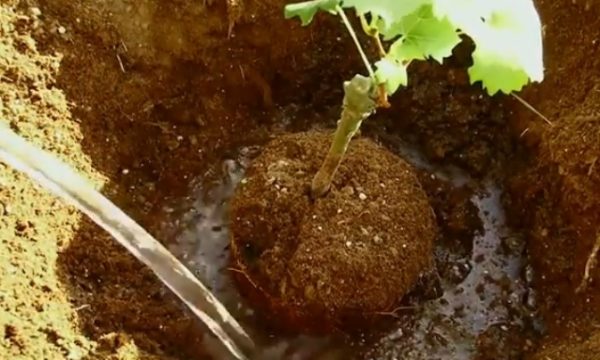  Planting seedlings of grapes varieties Arcadia