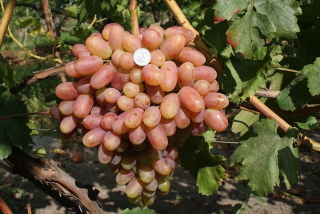  Grape transfiguration