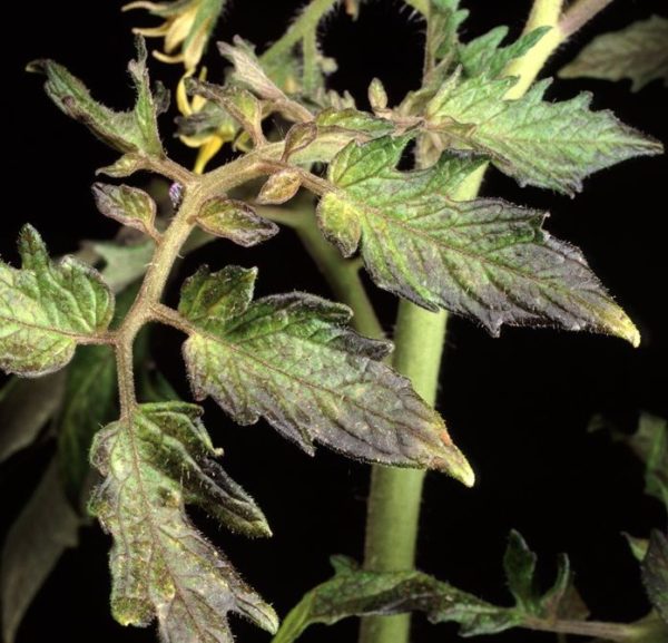  The lack of phosphorus causes darkening of the leaves of plantings