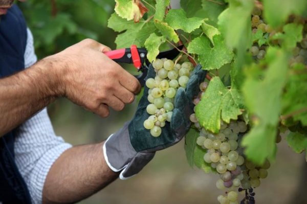  Îngrijirea strugurilor Chardonnay