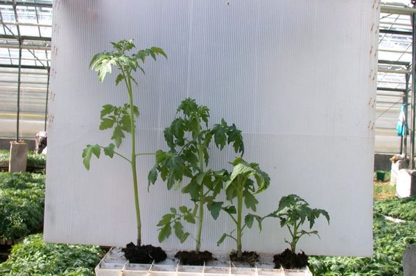  Los retoños muy crecidos tienen una altura de unos 50-60 cm.