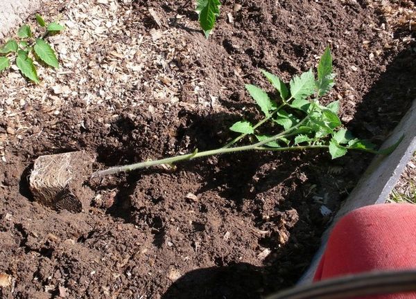  Las plántulas muy crecidas deben plantarse acostadas.