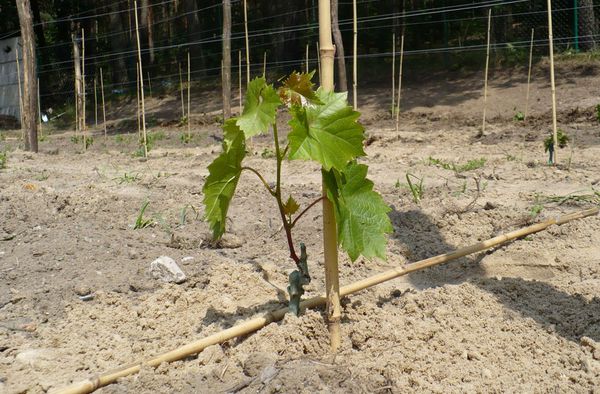  Planting grapes in autumn
