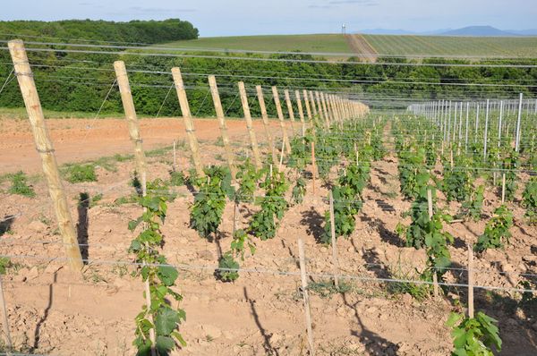  La distancia entre arbustos de uva es de al menos 2,5 metros.