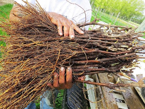  En otoño los precios de las uvas son más bajos y hay más opciones.