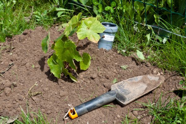  Después de plantar una semilla de uva, necesitas verterla una vez con abundante agua.