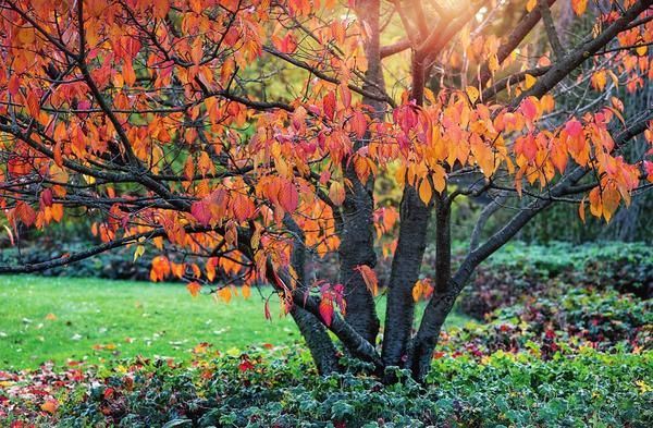  Aderezo de ciruela en otoño.