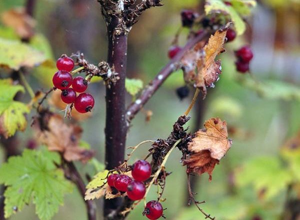  Care for currants in the fall