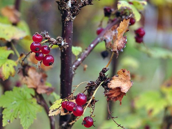  Care for currants in the fall