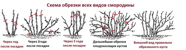  Currant Pruning Rules