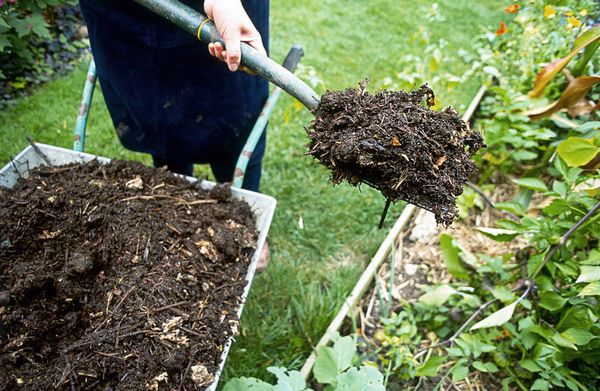  Compost has a positive effect on soil and wood.