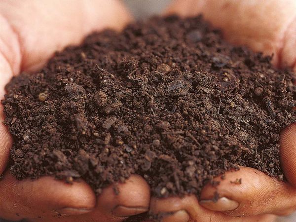  Bird droppings can be mixed with humus or peat