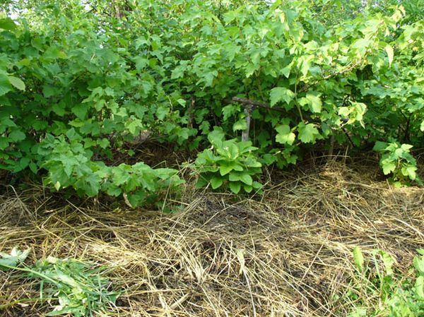  Green manure enrich the soil around the currants with nutrients