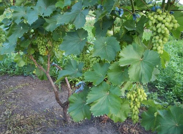  Grape transplant
