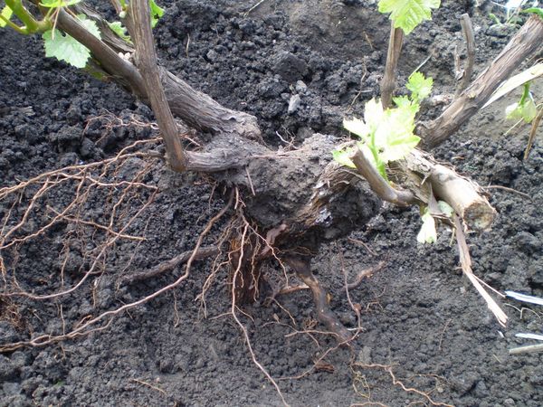  Young bushes up to 7 years old are best suited for transplanting.