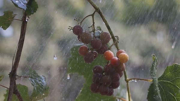  Natural watering is one of the advantages of transplanting grapes in autumn