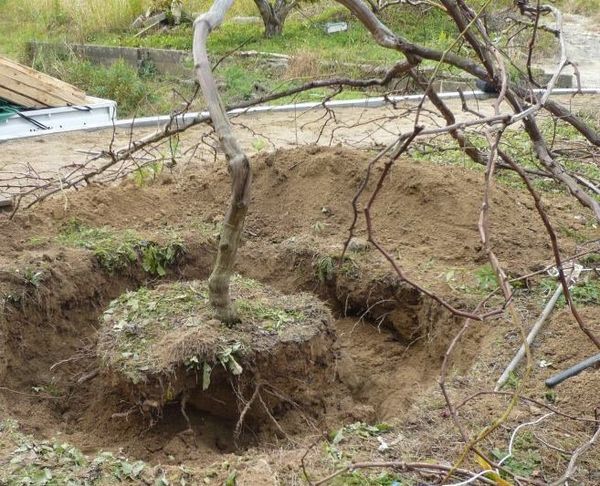  Grape transplant with a lump of earth