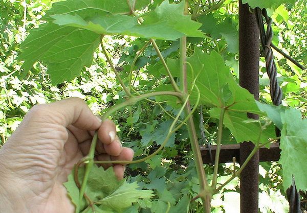  With the right transplant, the grapes are restored during the year.