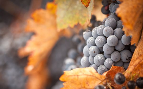  Top dressing of grapes in the fall