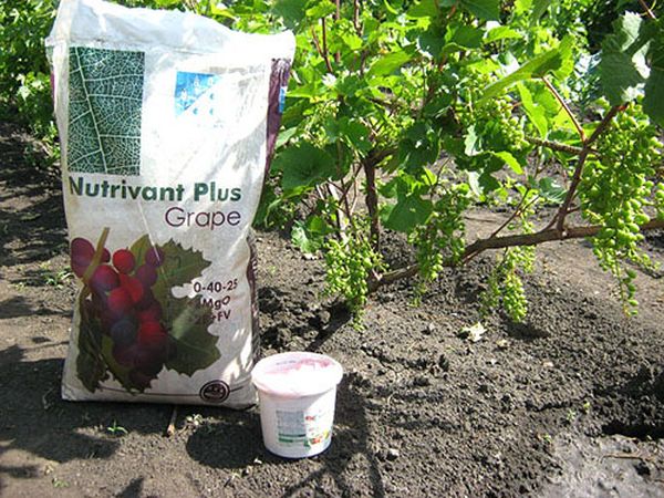  The first top dressing of grapes is made not earlier than 3 years after planting.