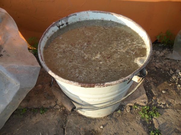 Solución de excrementos de pollo es un alimento de raíz popular.