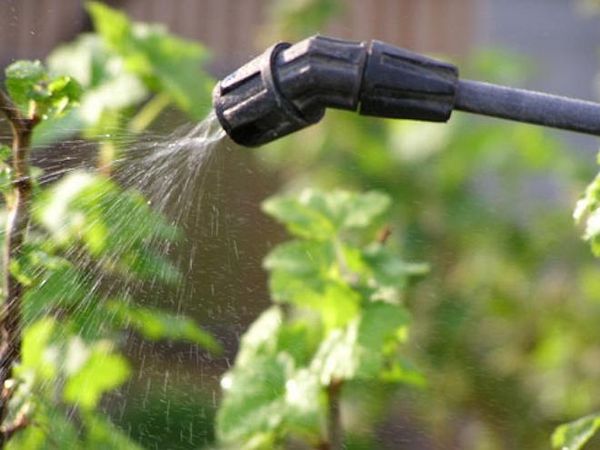  Foliar application is made through irrigation from a sprayer.