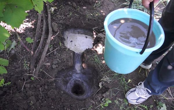  The advantage of the autumn feeding of grapes is good absorbency of additives in the soil