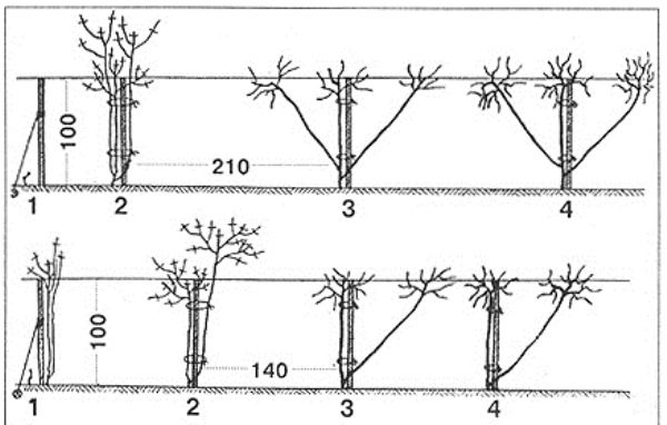  Scheme planting grapes Anyuta