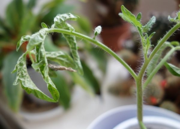  Faded leaves on tomato seedlings