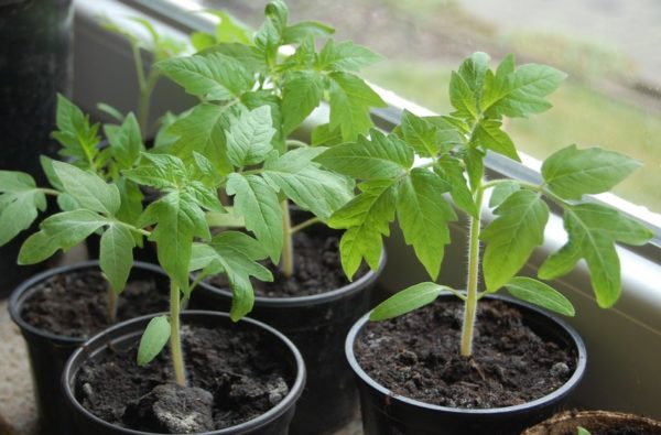  Tomato seedling loves coolness