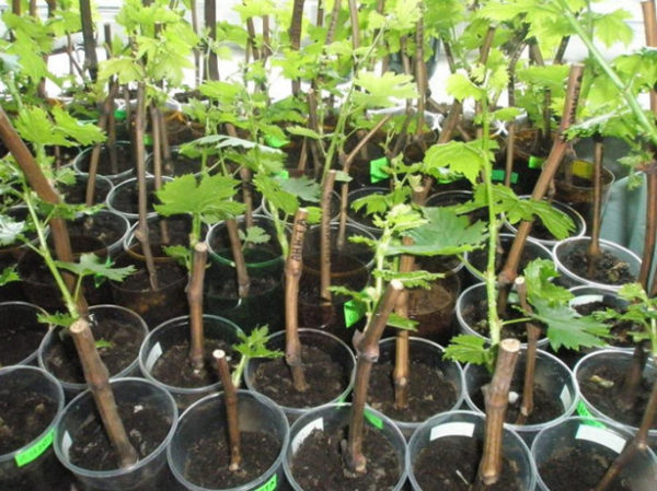  Estacas prontas para criação de uvas