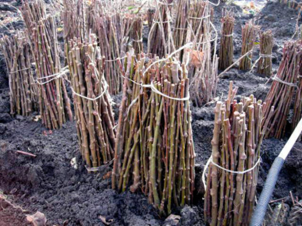  Reprodução de brotos de uvas