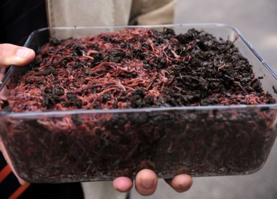  Worms can be sold on bird farms