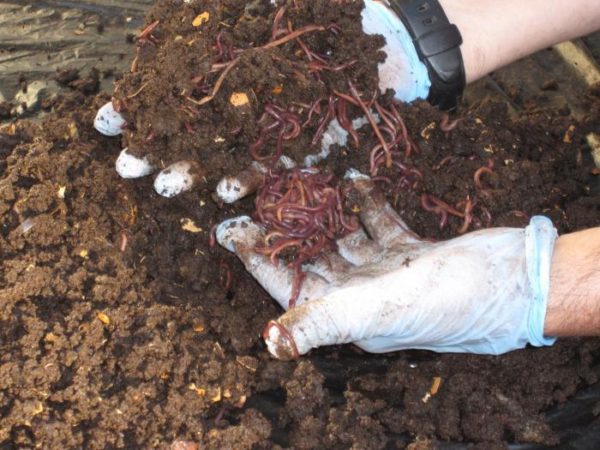  Worms produce the most natural biohumus