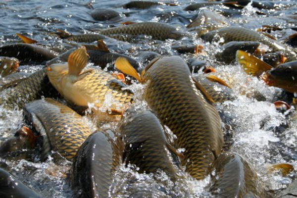  Cría de carpa