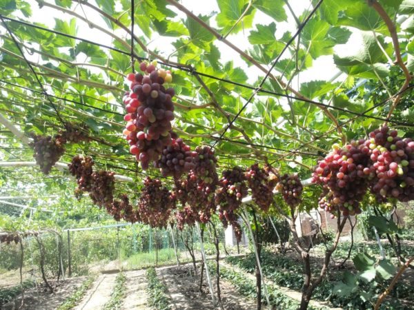  Pergola growing grapes