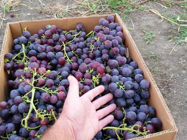  Harvested Roshfort grapes