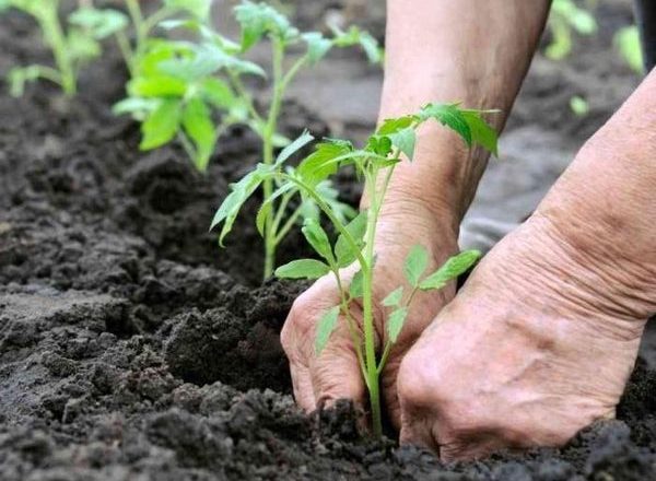  Transplanting seedlings tomato in the greenhouse