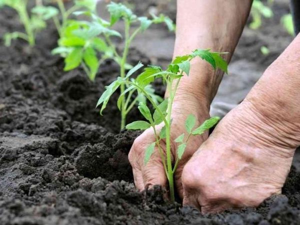  Trasplante de plántulas de tomate en invernadero.