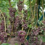  Cluster of grapes Russian concord