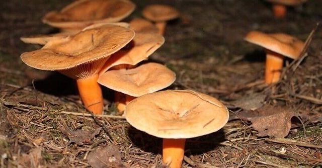  Cultivo de hongos