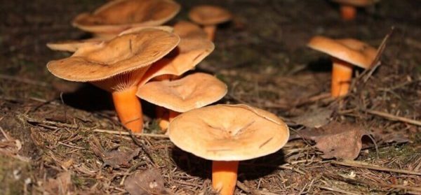  Mushroom cultivation