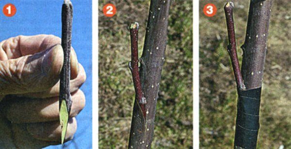  Stages in erba rowan semplice