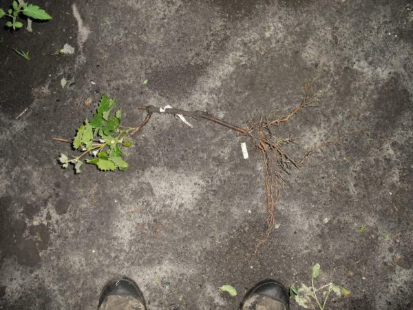  The right and high-quality seedling of the century