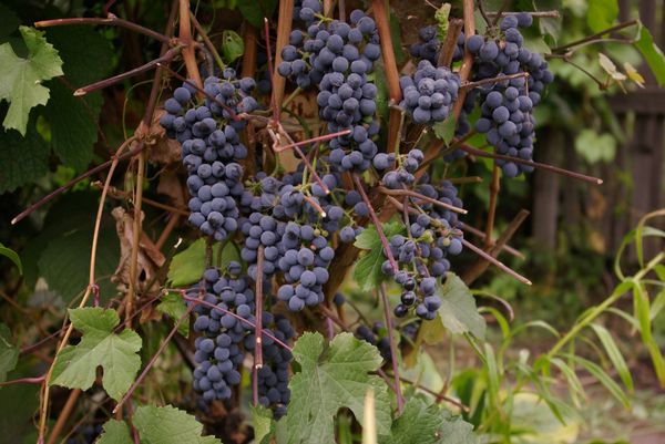  Saperavi grapes