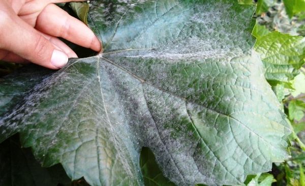  Saperavi suffers most from powdery mildew