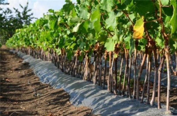  Century Grape Vine